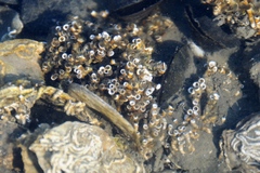 Ficopomatus enigmaticus