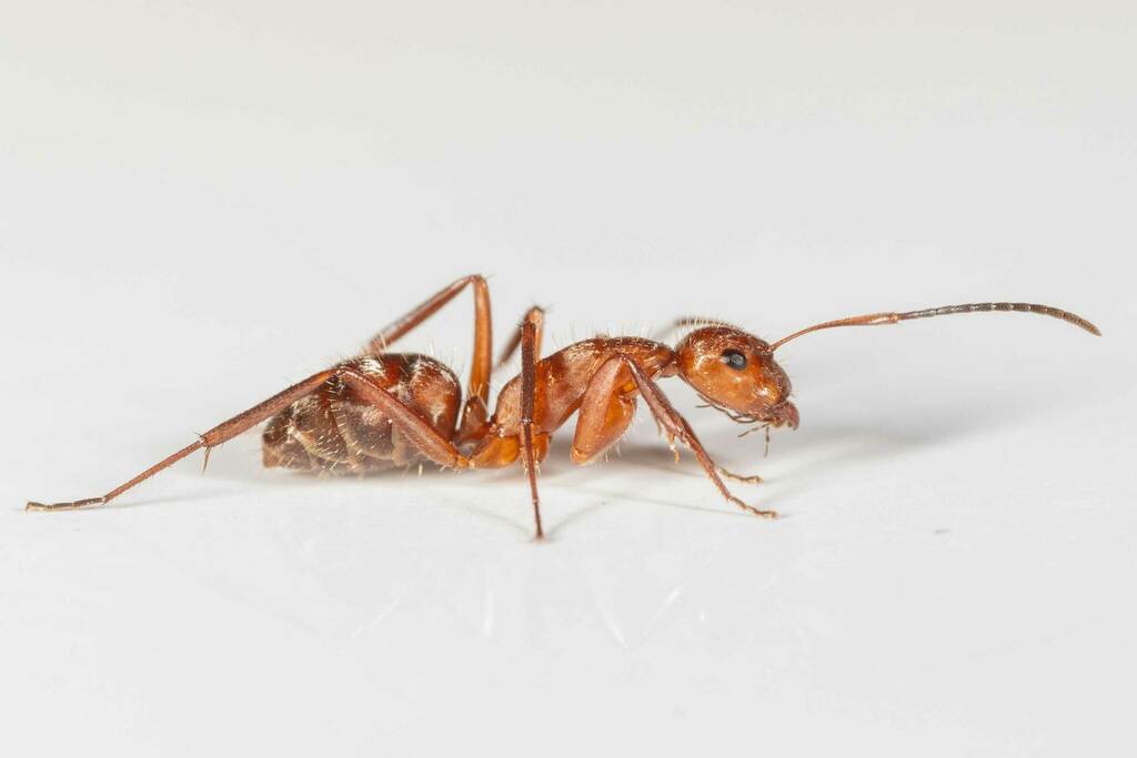 Camponotus coruscus