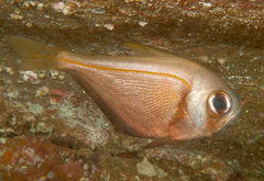 Pempheris compressa