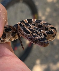 Senticolis triaspis triaspis