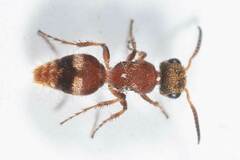 Pseudomethoca willei