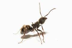 Dolichoderus bispinosus