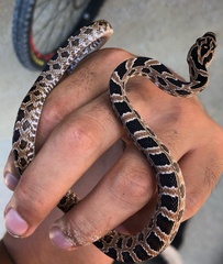 Senticolis triaspis triaspis