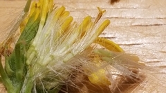 Senecio flaccidus monoensis