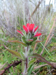 Castilleja arvensis