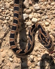 Senticolis triaspis triaspis