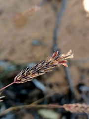 Amphipogon caricinus