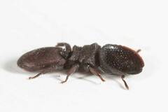 Cephalotes pallens