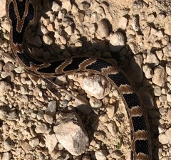 Senticolis triaspis triaspis