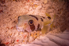 Diodon liturosus