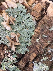 Heterodermia hypoleuca