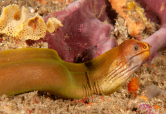 Gymnothorax prasinus