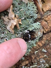 Heterodermia hypoleuca