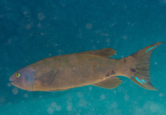 Olisthops cyanomelas