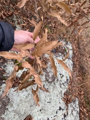 Castanea pumila