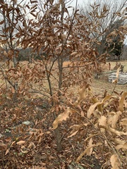 Castanea pumila