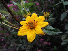 Bidens rubifolia