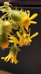 Senecio flaccidus monoensis