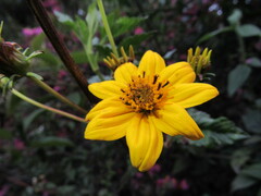 Bidens rubifolia