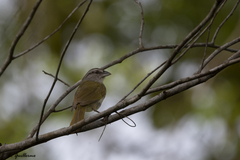 Arremonops rufivirgatus