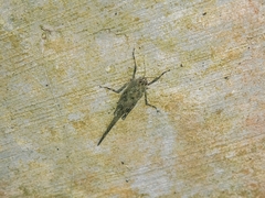 Tetrigidae
