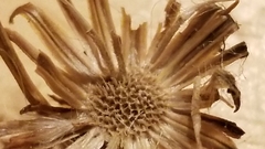 Senecio flaccidus monoensis