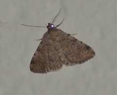 Toxonprucha