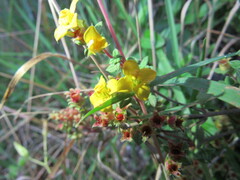 Chaetolepis microphylla
