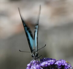 Graphium eurypylus