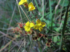 Chaetolepis microphylla