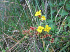 Chaetolepis microphylla