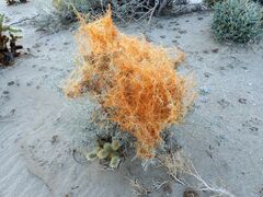Cuscuta psorothamnensis