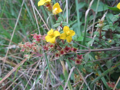 Chaetolepis microphylla