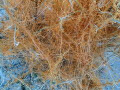 Cuscuta psorothamnensis