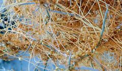 Cuscuta psorothamnensis