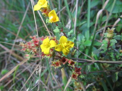 Chaetolepis microphylla