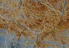 Cuscuta psorothamnensis