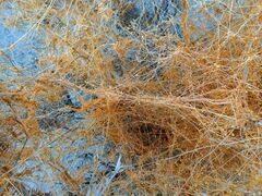 Cuscuta psorothamnensis
