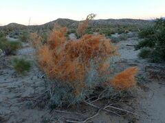 Cuscuta psorothamnensis