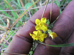 Chaetolepis microphylla