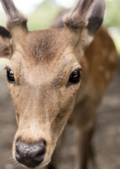Cervus nippon centralis