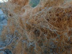 Cuscuta psorothamnensis