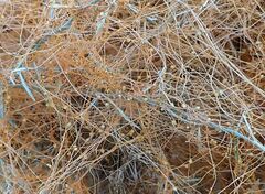 Cuscuta psorothamnensis