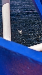 Leucophaeus pipixcan