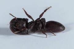 Cephalotes pallens