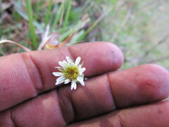 Noticastrum marginatum
