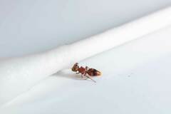 Pseudomethoca willei