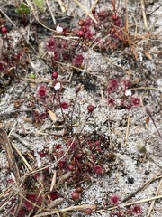 Drosera pygmaea