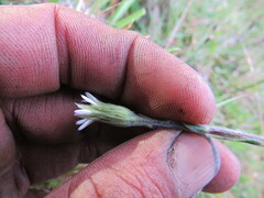 Noticastrum marginatum