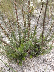 Epacris